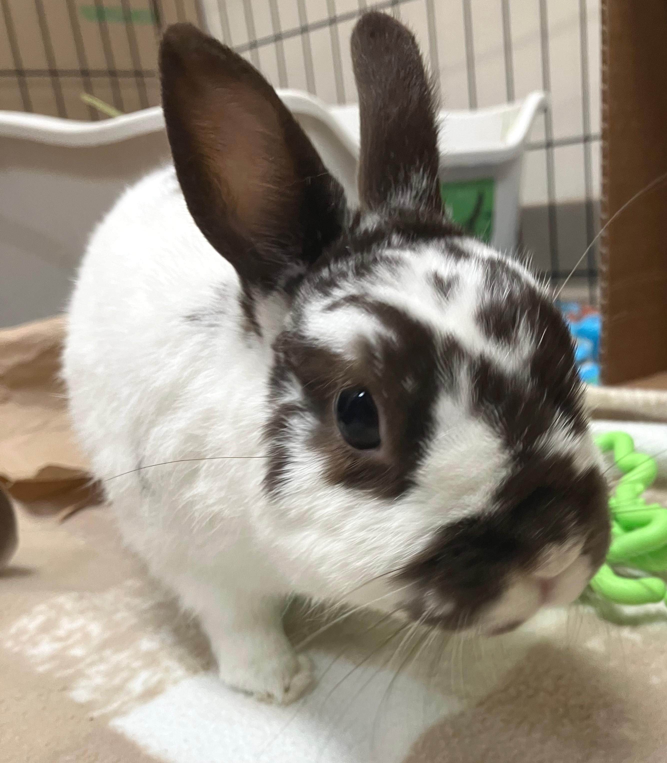 Enlarge Bexley, an adopted Netherland Dwarf in Oshkosh, WI image 3/4