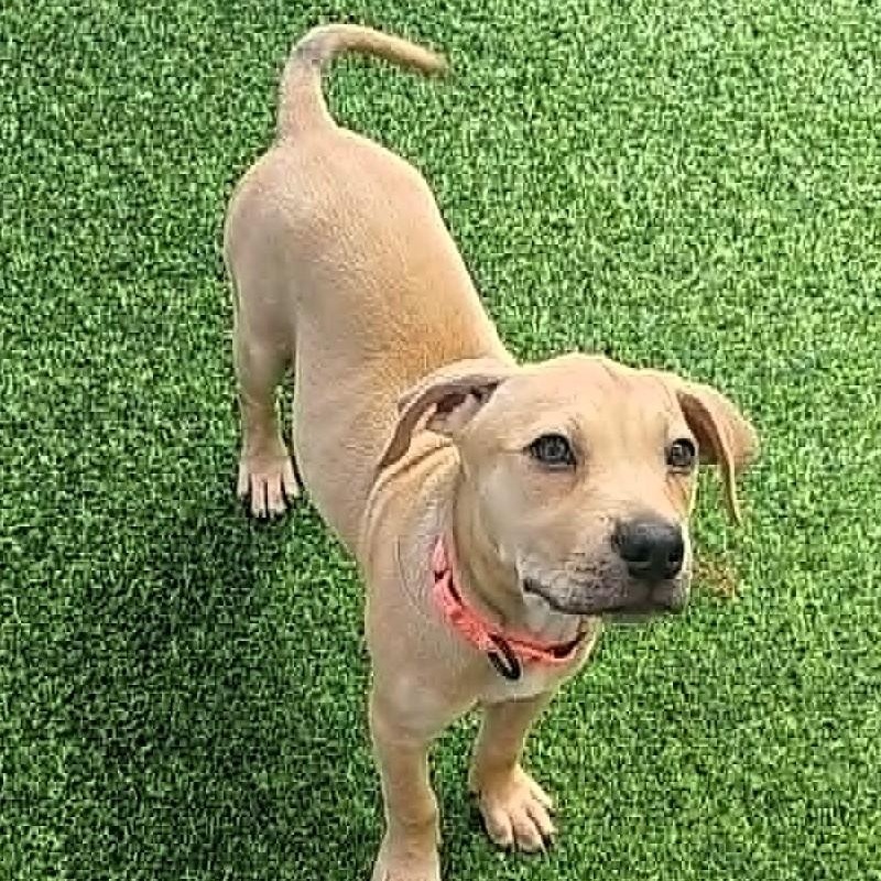 Enlarge MINNIE - FOSTER OR ADOPTER NEEDED, a Adoptable mixed breed in Largo, FL image 3/6