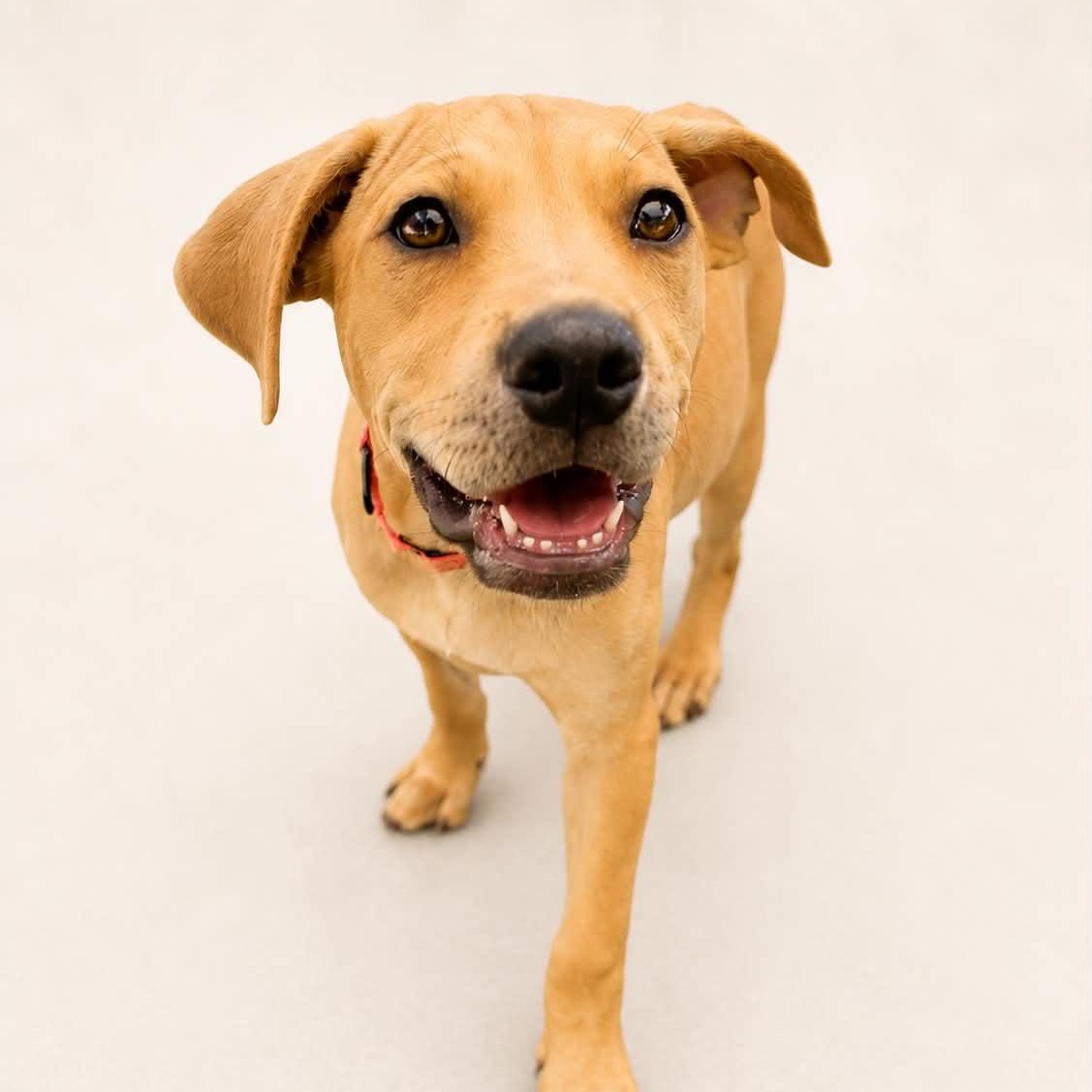 Enlarge MINNIE - FOSTER OR ADOPTER NEEDED, a Adoptable mixed breed in Largo, FL image 2/6