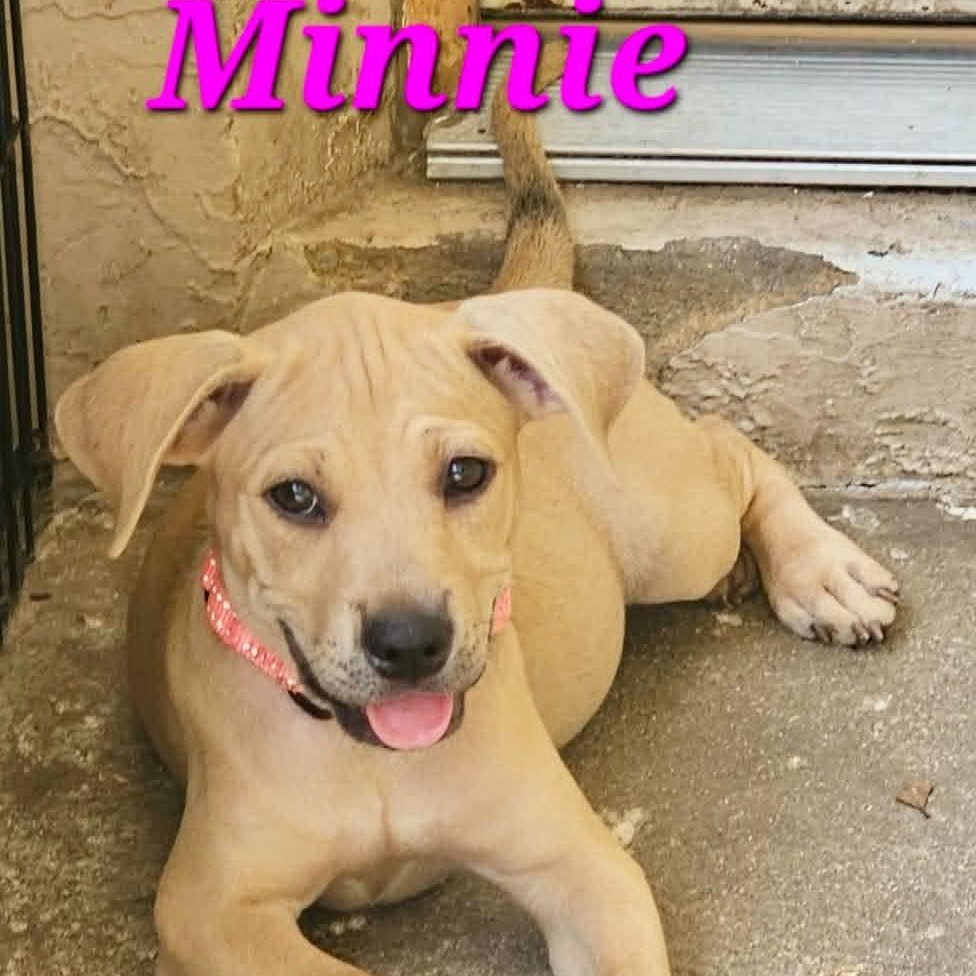 Enlarge MINNIE - FOSTER OR ADOPTER NEEDED, a Adoptable mixed breed in Largo, FL image 4/6