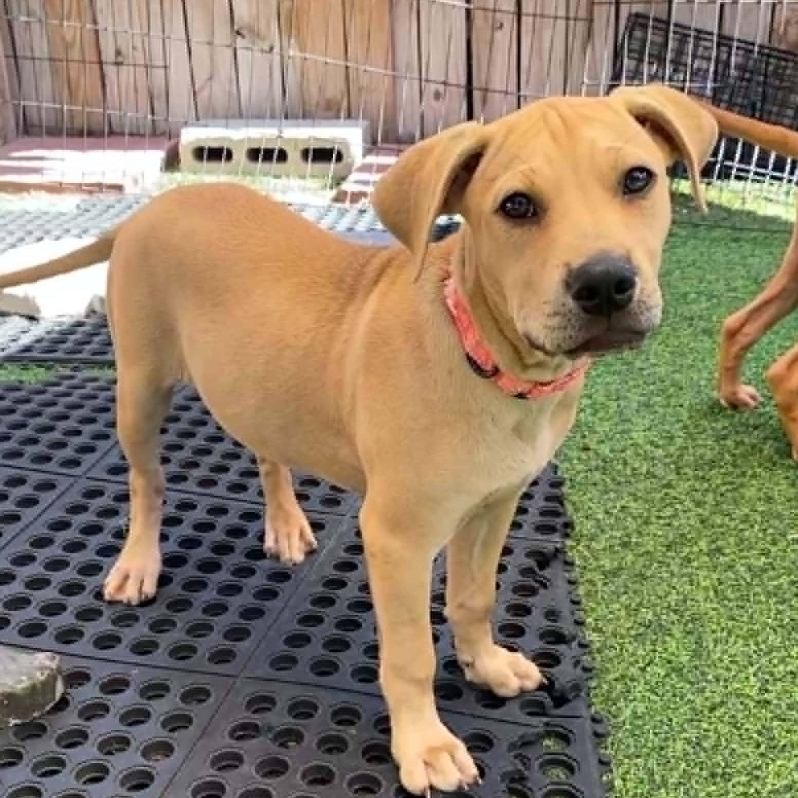 Enlarge MINNIE - FOSTER OR ADOPTER NEEDED, a Adoptable mixed breed in Largo, FL image 1/6
