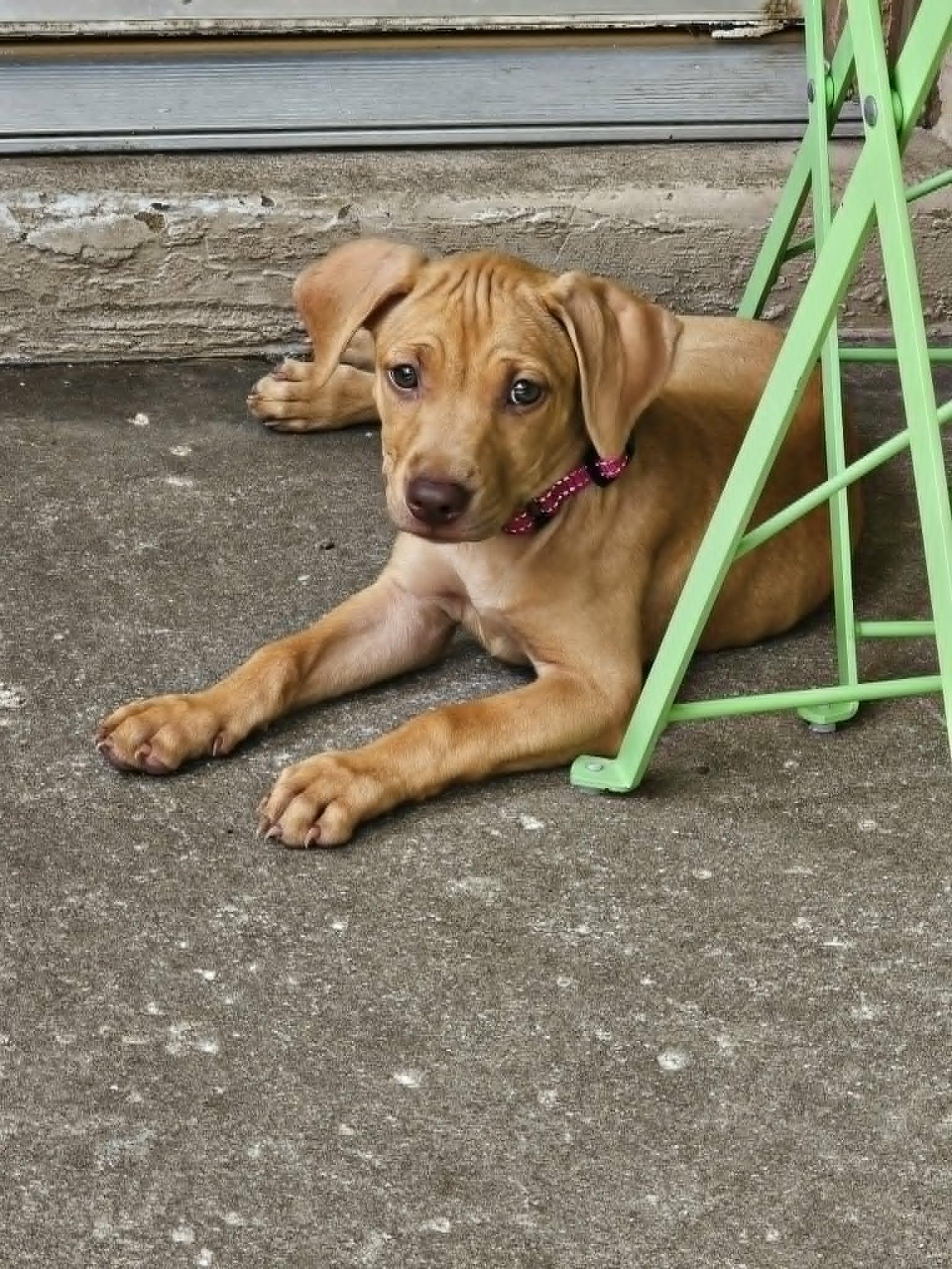 Enlarge MINNIE - FOSTER OR ADOPTER NEEDED, a Adoptable mixed breed in Largo, FL image 6/6