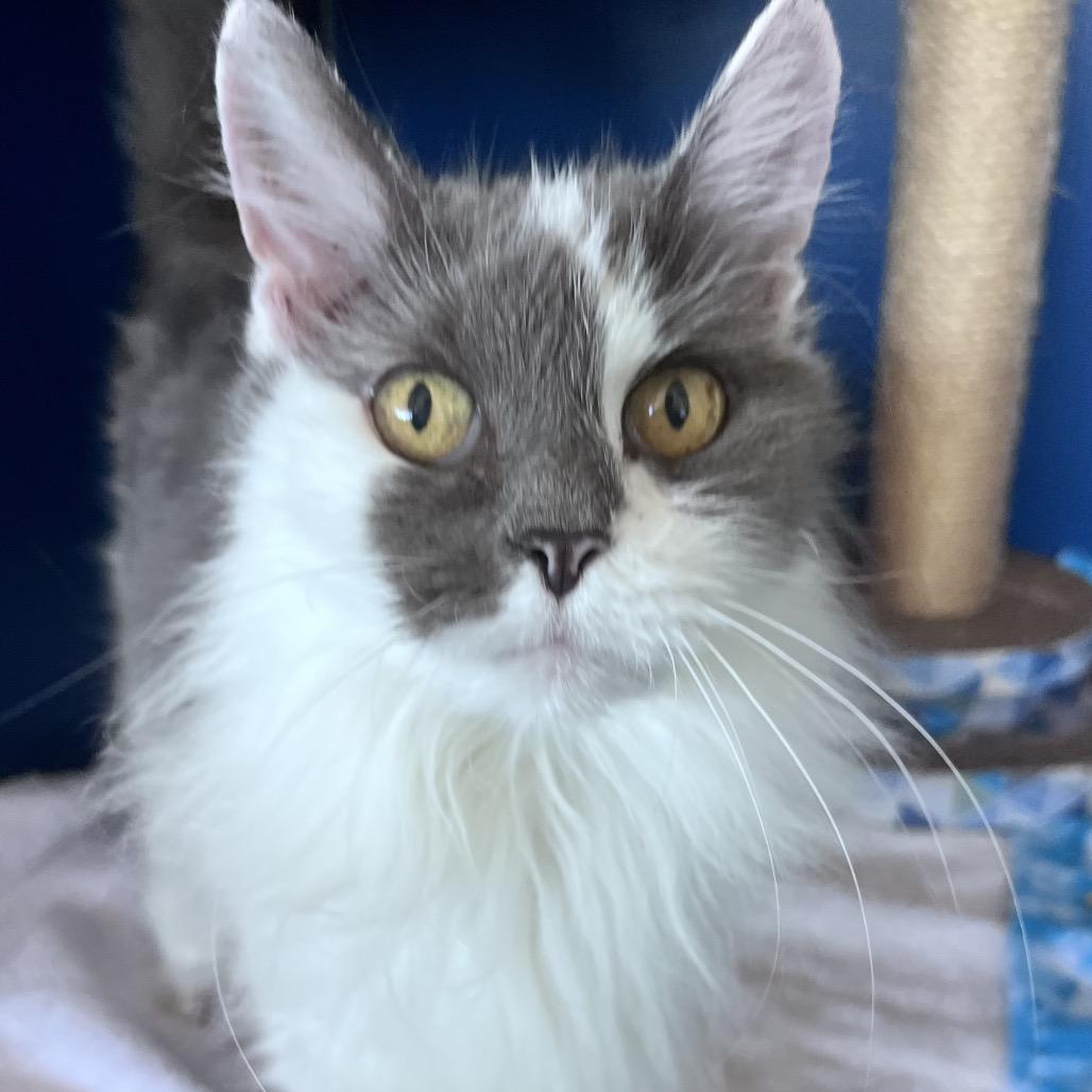 Miss Eva, Adoptable, Senior Female Domestic Medium Hair.