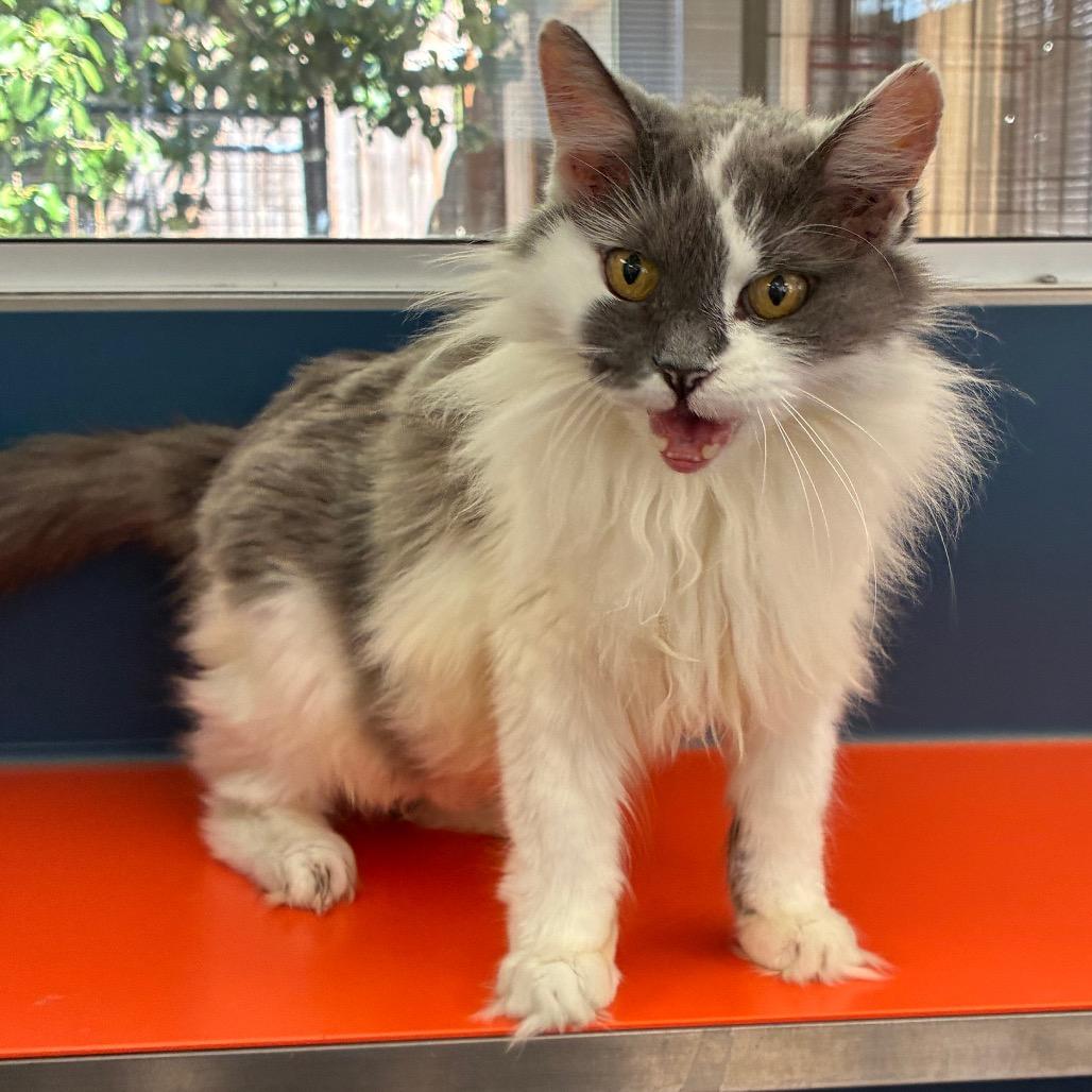 Enlarge Miss Eva, a Adoptable Domestic Medium Hair in Tulsa, OK image 2/4