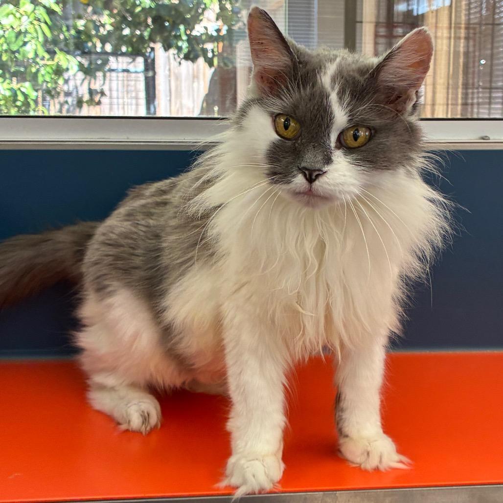 Enlarge Miss Eva, a Adoptable Domestic Medium Hair in Tulsa, OK image 3/4