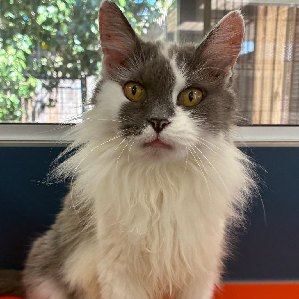 Enlarge Miss Eva, a Adoptable Domestic Medium Hair in Tulsa, OK image 4/4