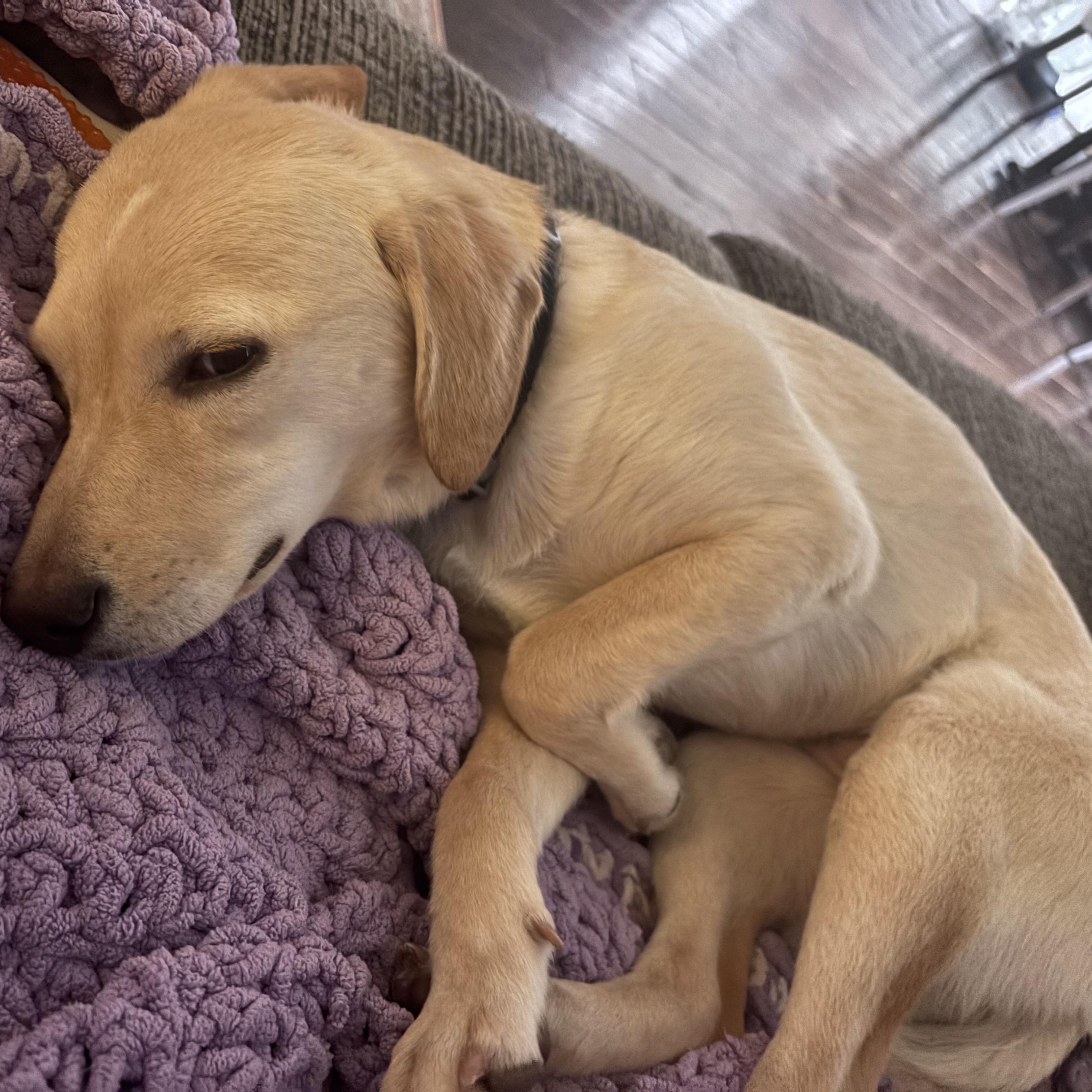 Iced Cappuccino (aka Cappy), adopted, Puppy Female Yellow Labrador Retriever & Terrier.