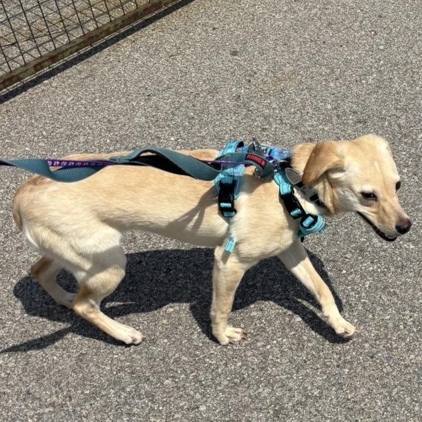 Enlarge Iced Cappuccino (aka Cappy), an adopted mixed breed in Caledonia, ON image 4/6