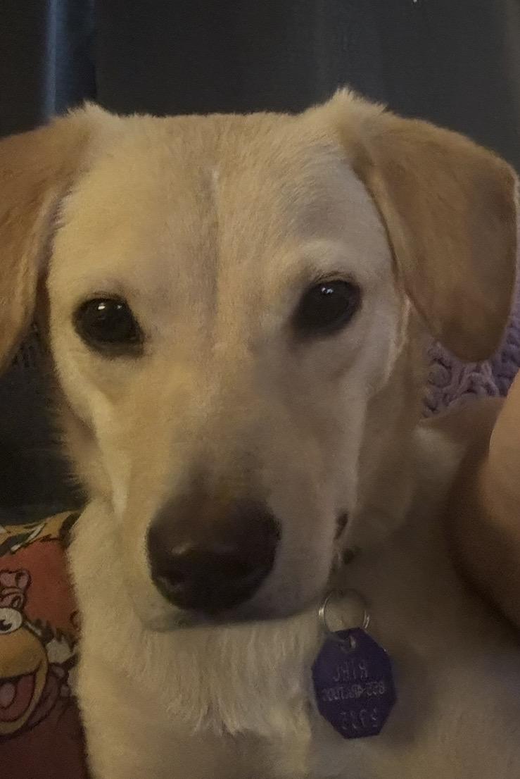 Enlarge Iced Cappuccino (aka Cappy), an adopted mixed breed in Caledonia, ON image 2/6