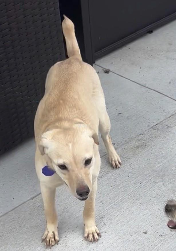 Enlarge Iced Cappuccino (aka Cappy), an adopted mixed breed in Caledonia, ON image 5/6