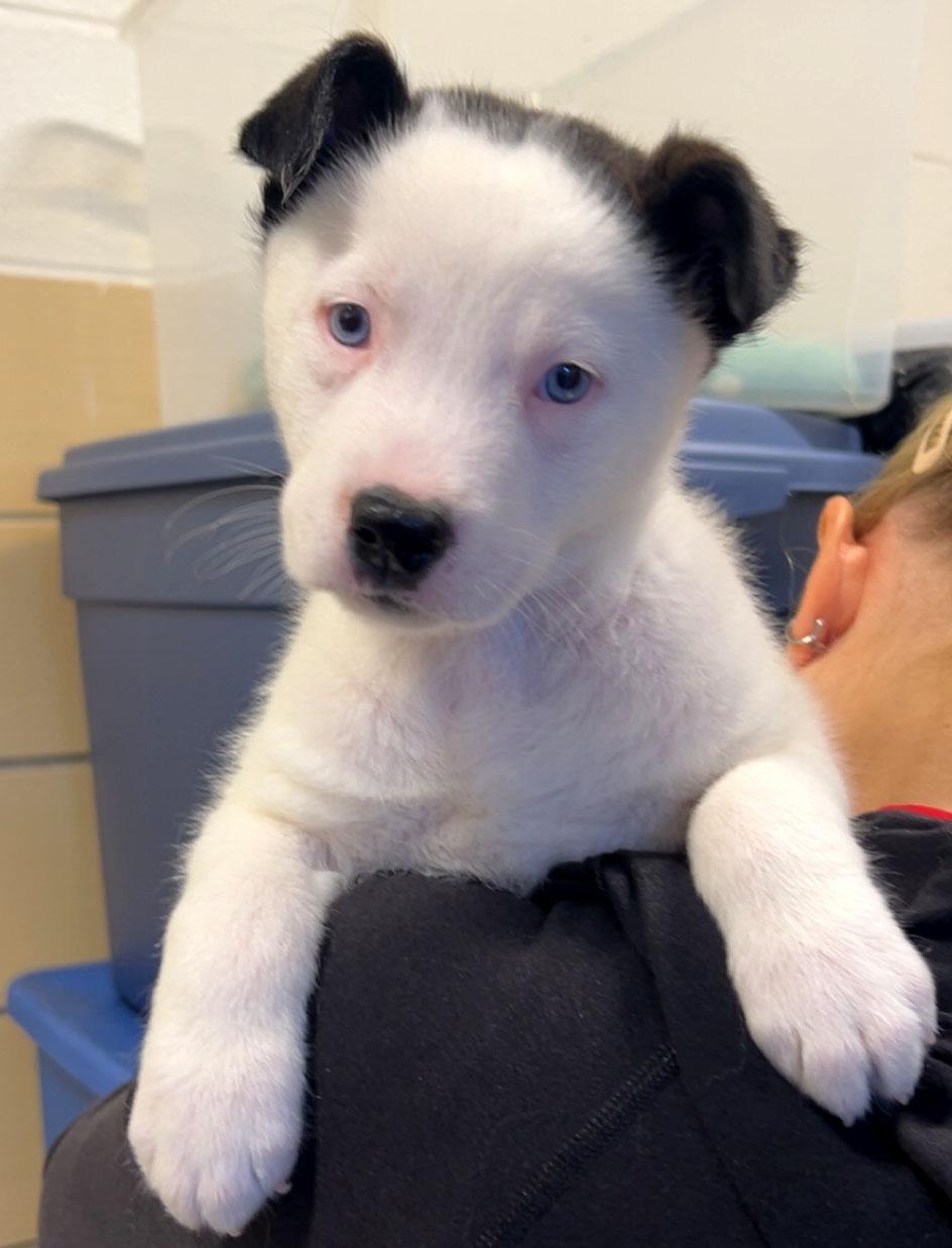 Rascal (AO36478), an adopted mixed breed in Kansas City, KS image 2/2