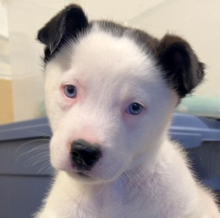 Rascal (AO36478), adopted, Puppy Male Labrador Retriever.