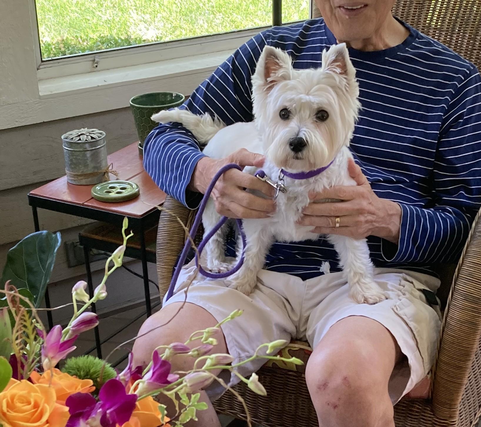 Kiwi - ADOPTION PENDING, adopted, Adult Female West Highland White Terrier / Westie.