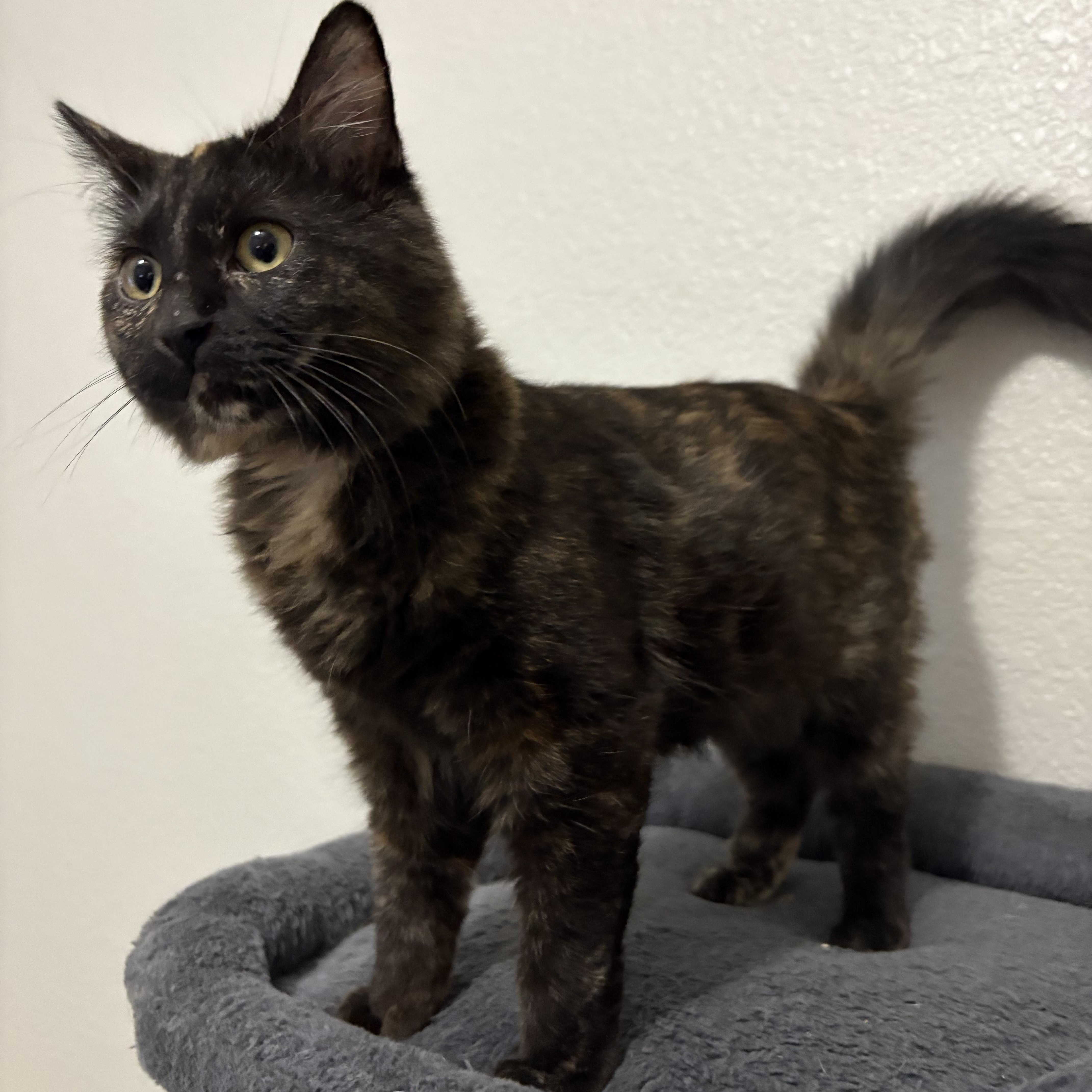 Muffin, ADOPTABLE, Young Female Tortoiseshell.