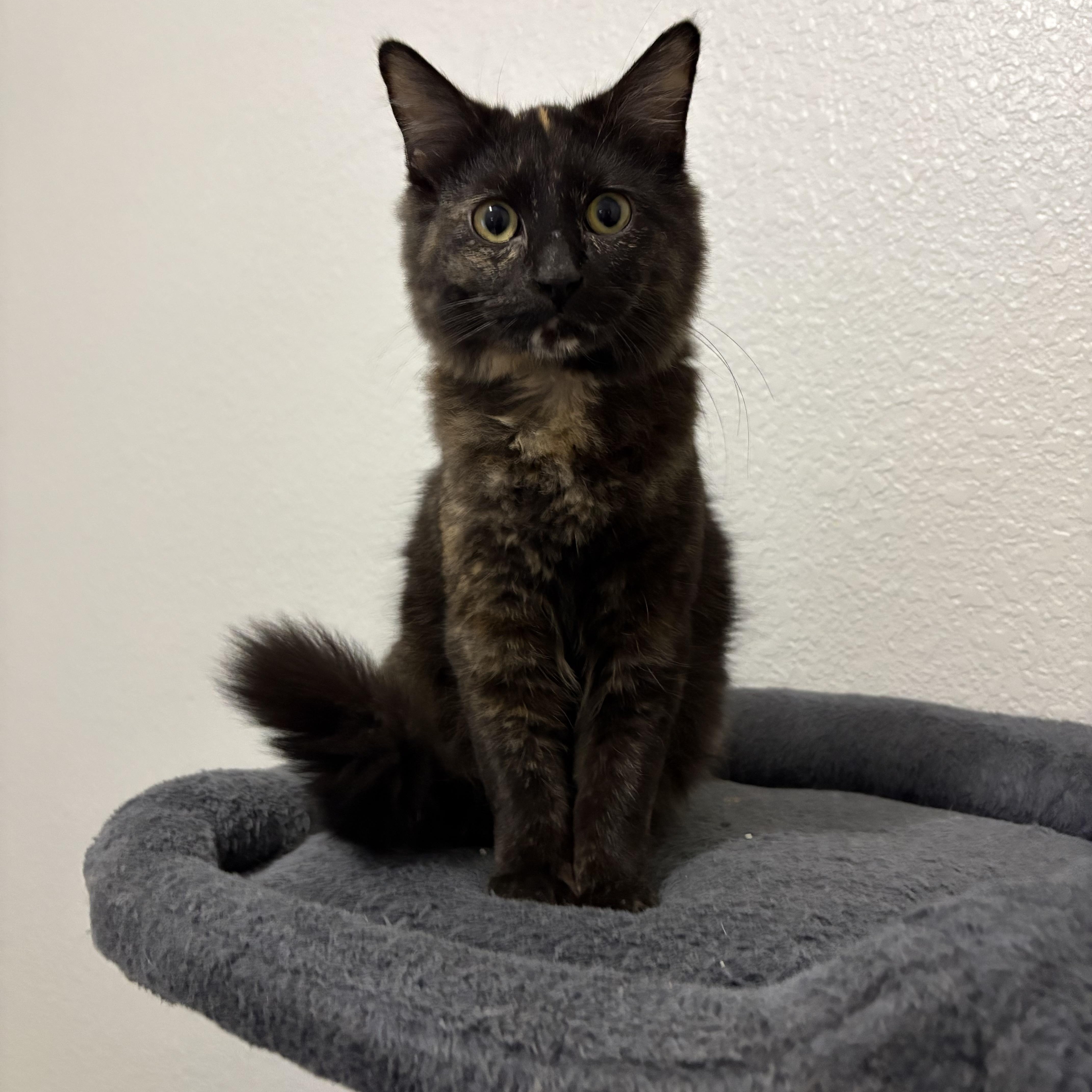 Enlarge Muffin, a ADOPTABLE Tortoiseshell in Keller, TX image 2/5