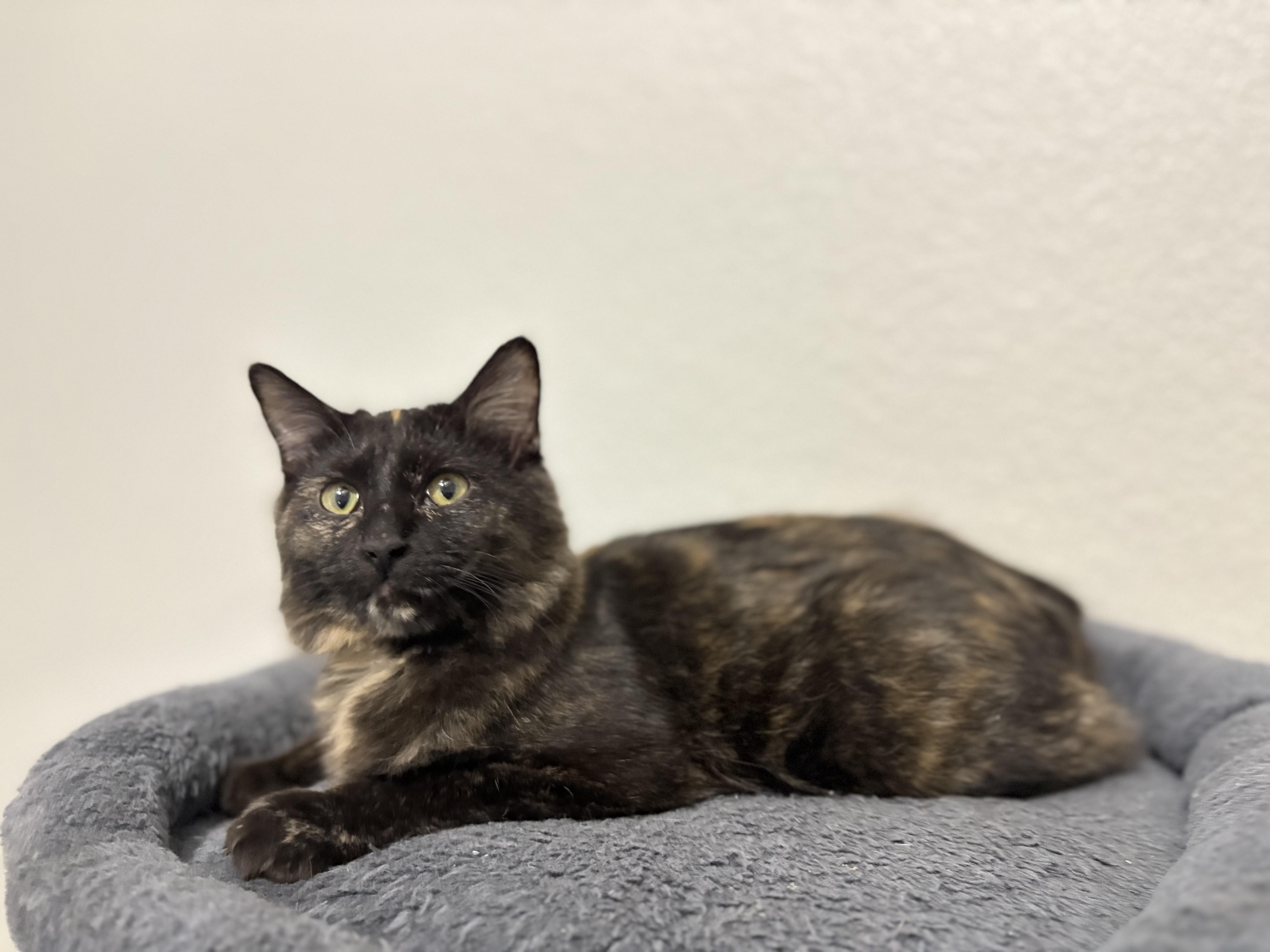 Enlarge Muffin, a ADOPTABLE Tortoiseshell in Keller, TX image 4/5