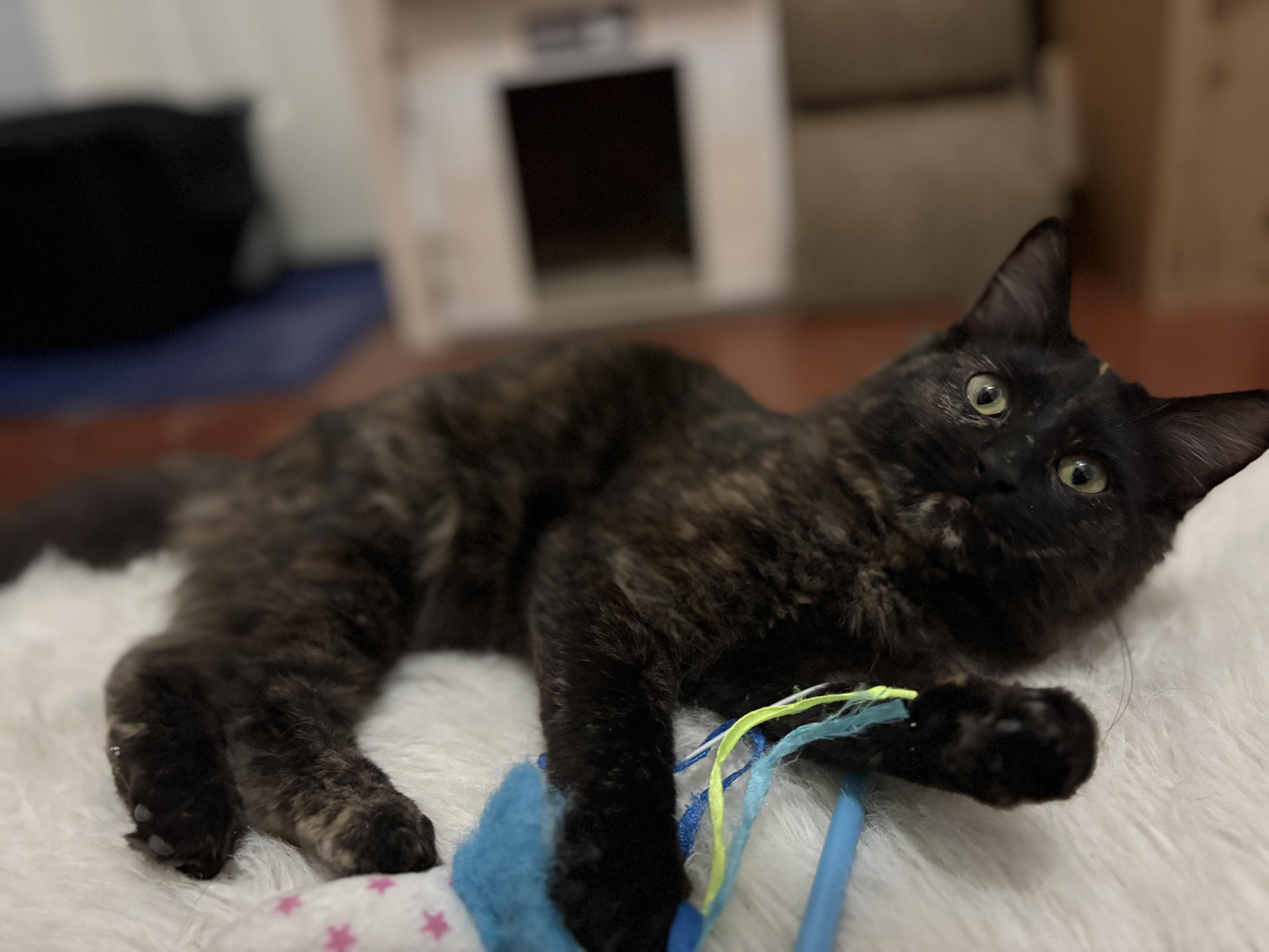 Enlarge Muffin, a ADOPTABLE Tortoiseshell in Keller, TX image 5/5