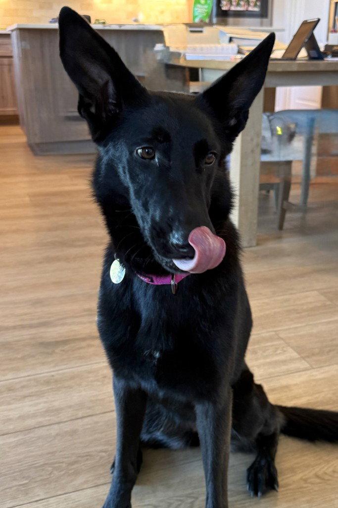Comanche, Adoptable, Adult Female German Shepherd Dog.