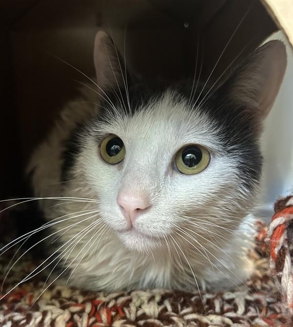 Mavis, Adoptable, Young Male Domestic Short Hair.