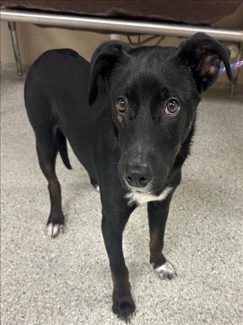 BOY, Adoptable, Young Male Labrador Retriever.