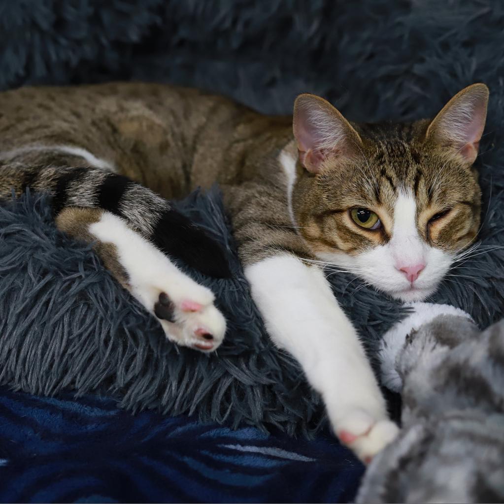 Grizzly Bear, Adoptable, Adult Male Domestic Short Hair.