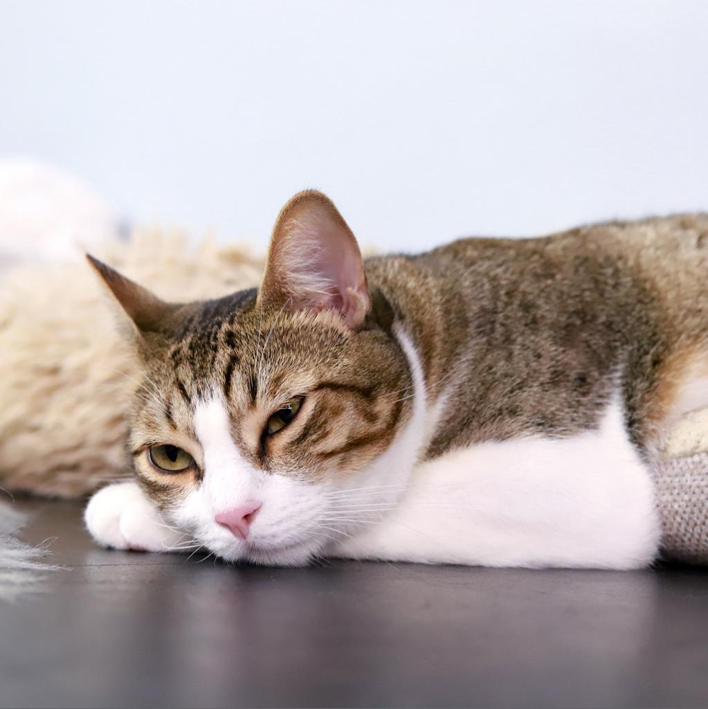 Enlarge Grizzly Bear, a Adoptable Domestic Short Hair in Tampa, FL image 2/4