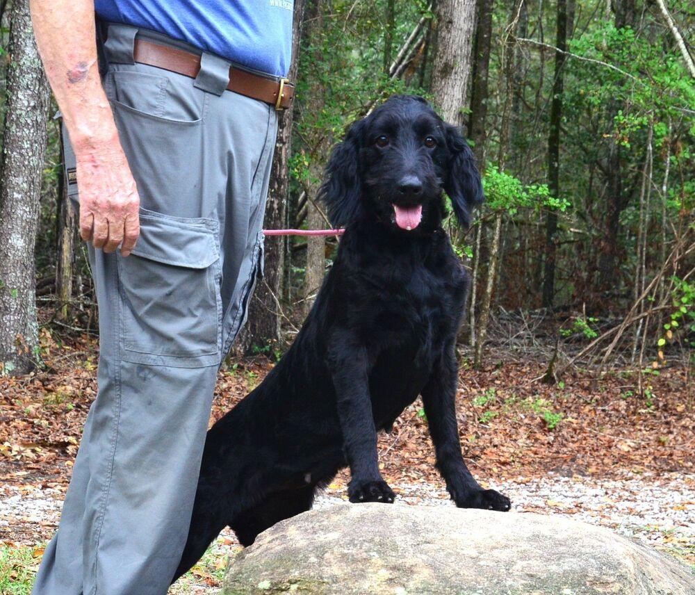 Nyx, Adoptable, Adult Female Goldendoodle.