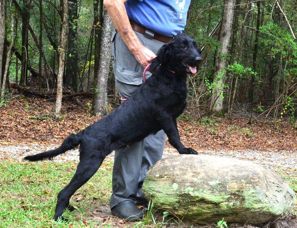 Enlarge Nyx, a Adoptable mixed breed in Willingboro, NJ image 2/5