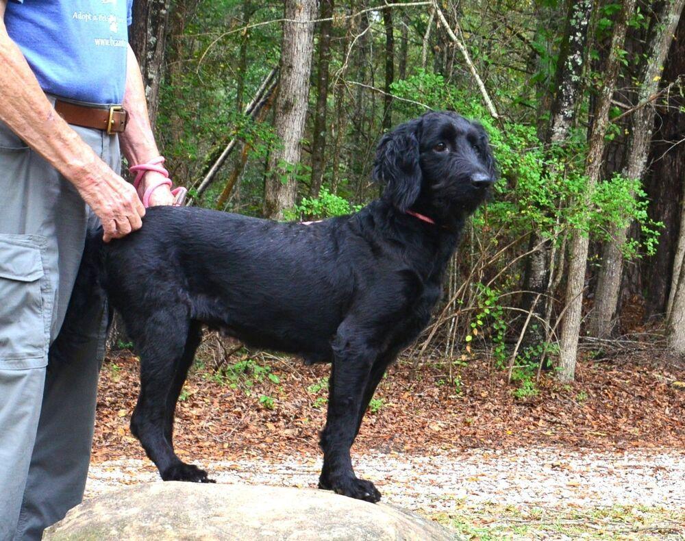 Enlarge Nyx, a Adoptable mixed breed in Willingboro, NJ image 4/5
