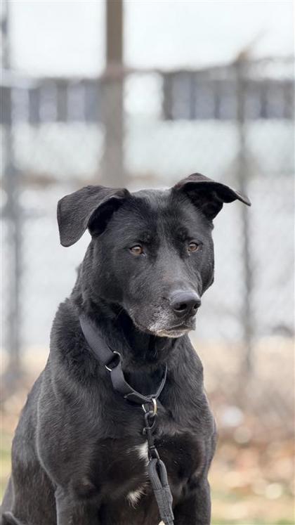 ridley FKA love bug — thumbnail 2