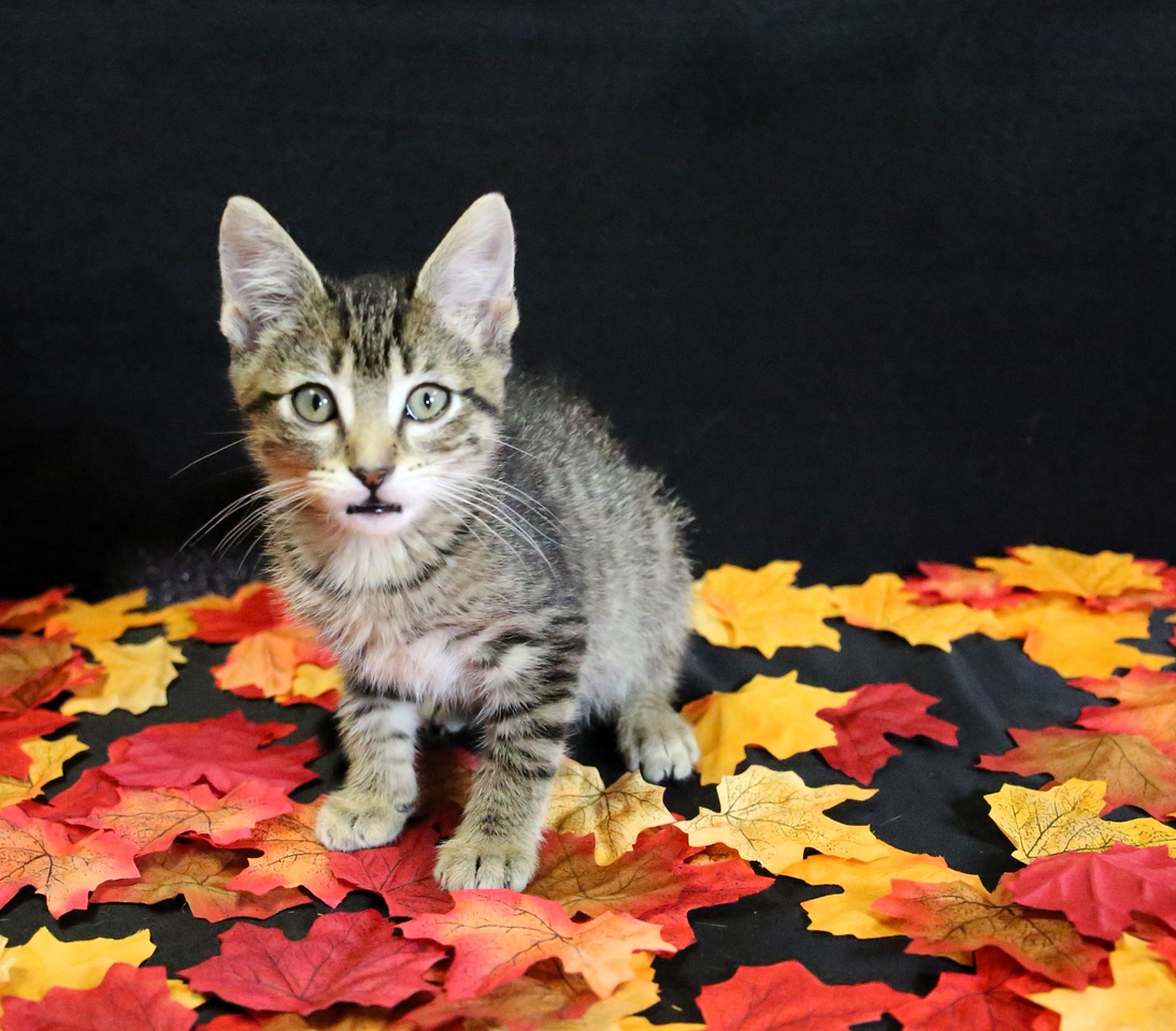 Cat for adoption Thing 1, a Domestic Short Hair in Menasha, WI