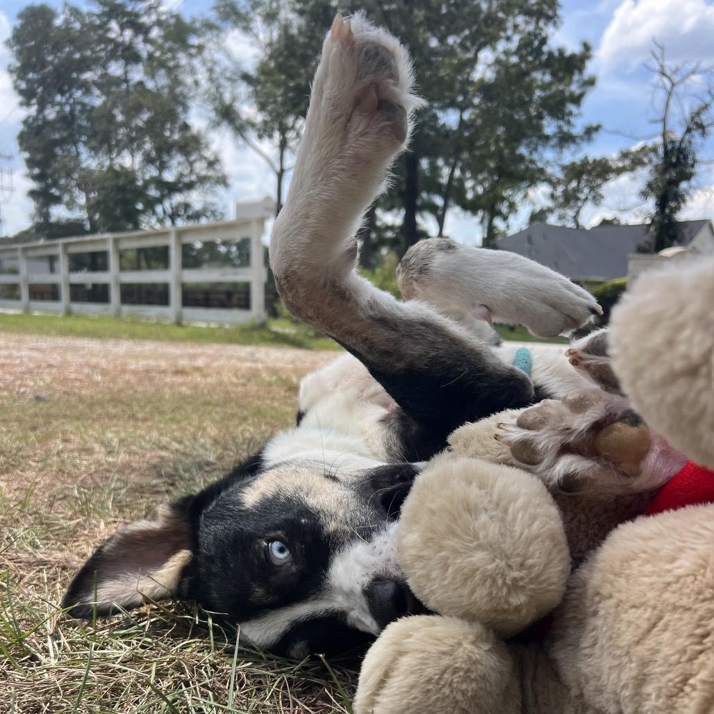 Phineas, Adoptable, Young Male Husky & Mixed Breed.