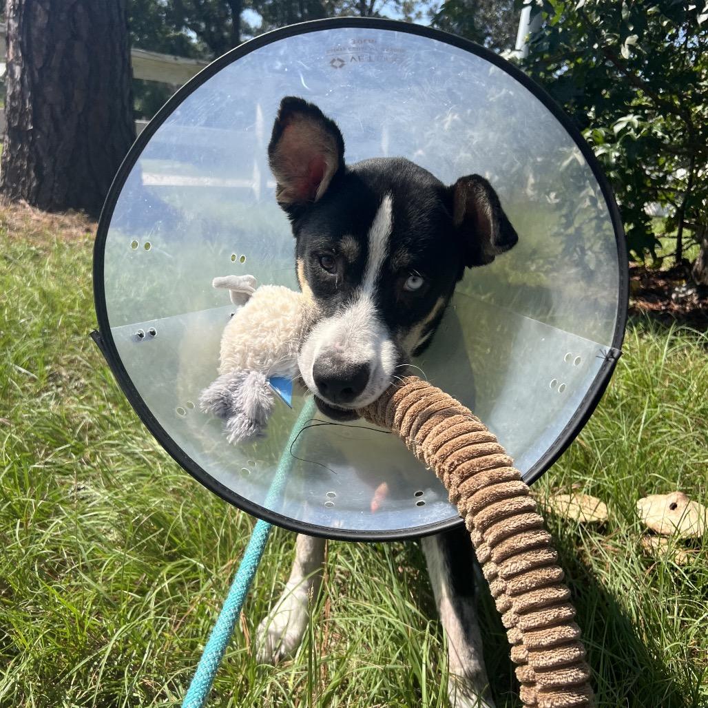 Phineas, a Adoptable mixed breed in Middleton, WI image 2/6