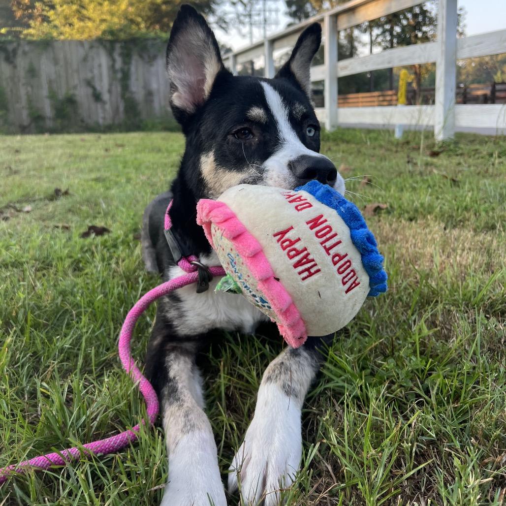 Phineas, a Adoptable mixed breed in Middleton, WI image 4/6