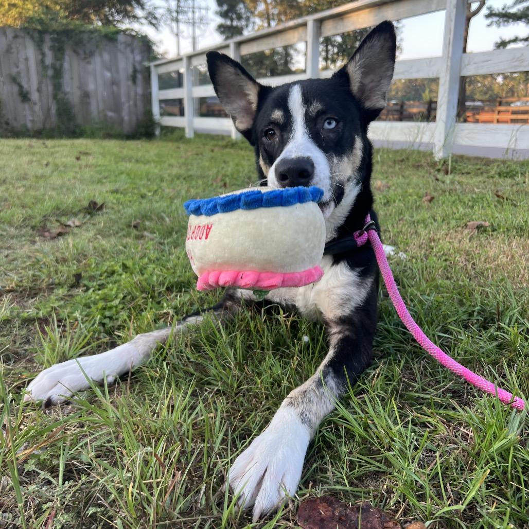 Phineas, a Adoptable mixed breed in Middleton, WI image 6/6