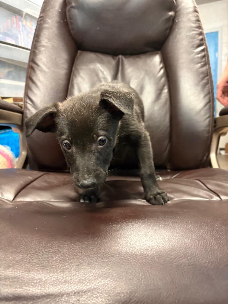 Wreath, a Adoptable mixed breed in Reno, NV image 1/2