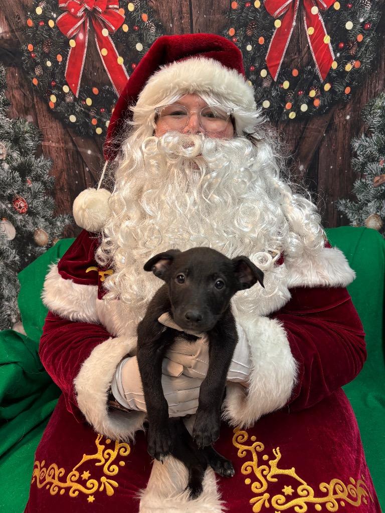 Wreath, a Adoptable mixed breed in Reno, NV image 2/2