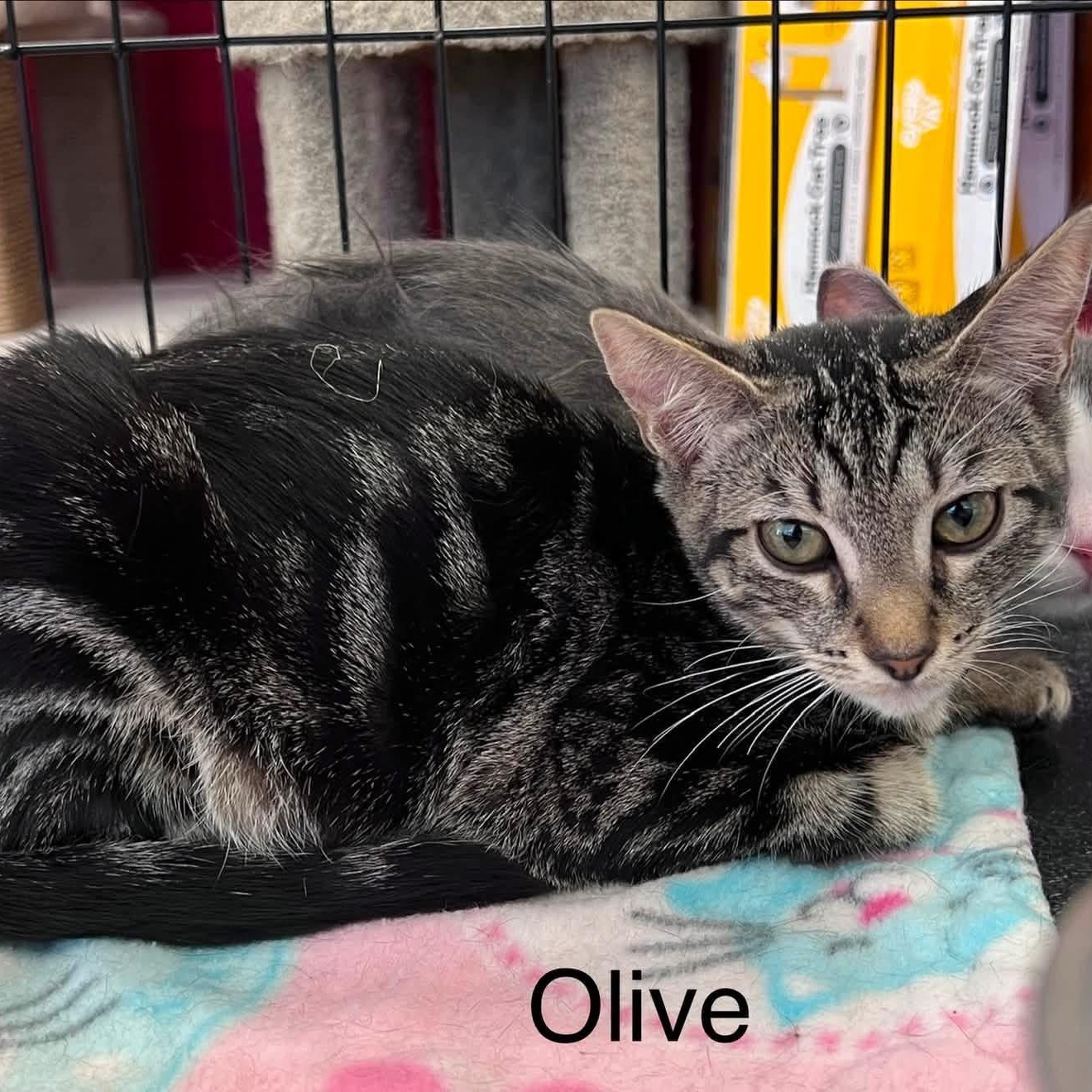Olive B., ADOPTABLE, Young Female Tabby.