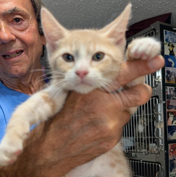 Enlarge Rain, a Adoptable Domestic Short Hair in Reisterstown, MD image 3/4
