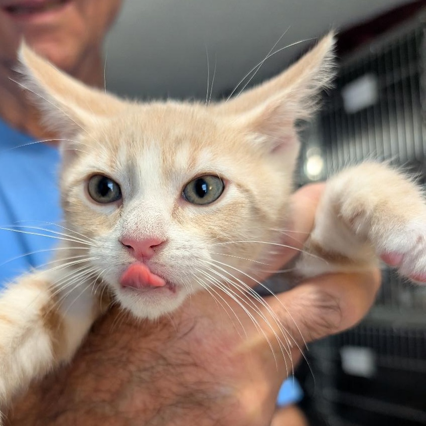 Enlarge Rain, a Adoptable Domestic Short Hair in Reisterstown, MD image 1/4
