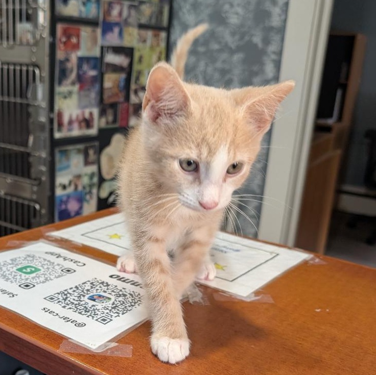 Enlarge Rain, a Adoptable Domestic Short Hair in Reisterstown, MD image 2/4