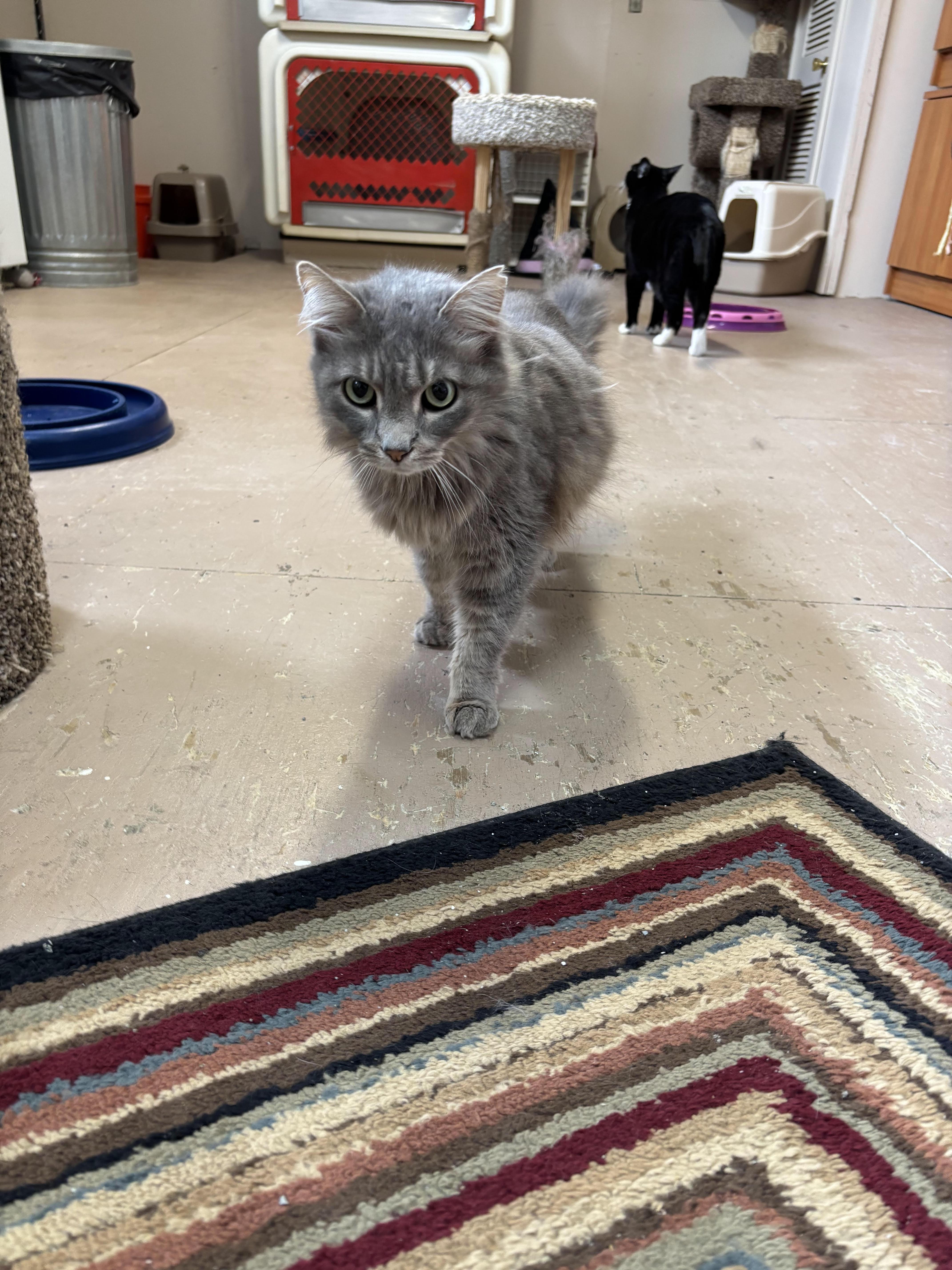 Enlarge Lilith, an adopted Domestic Medium Hair in Leavenworth, KS image 1/2