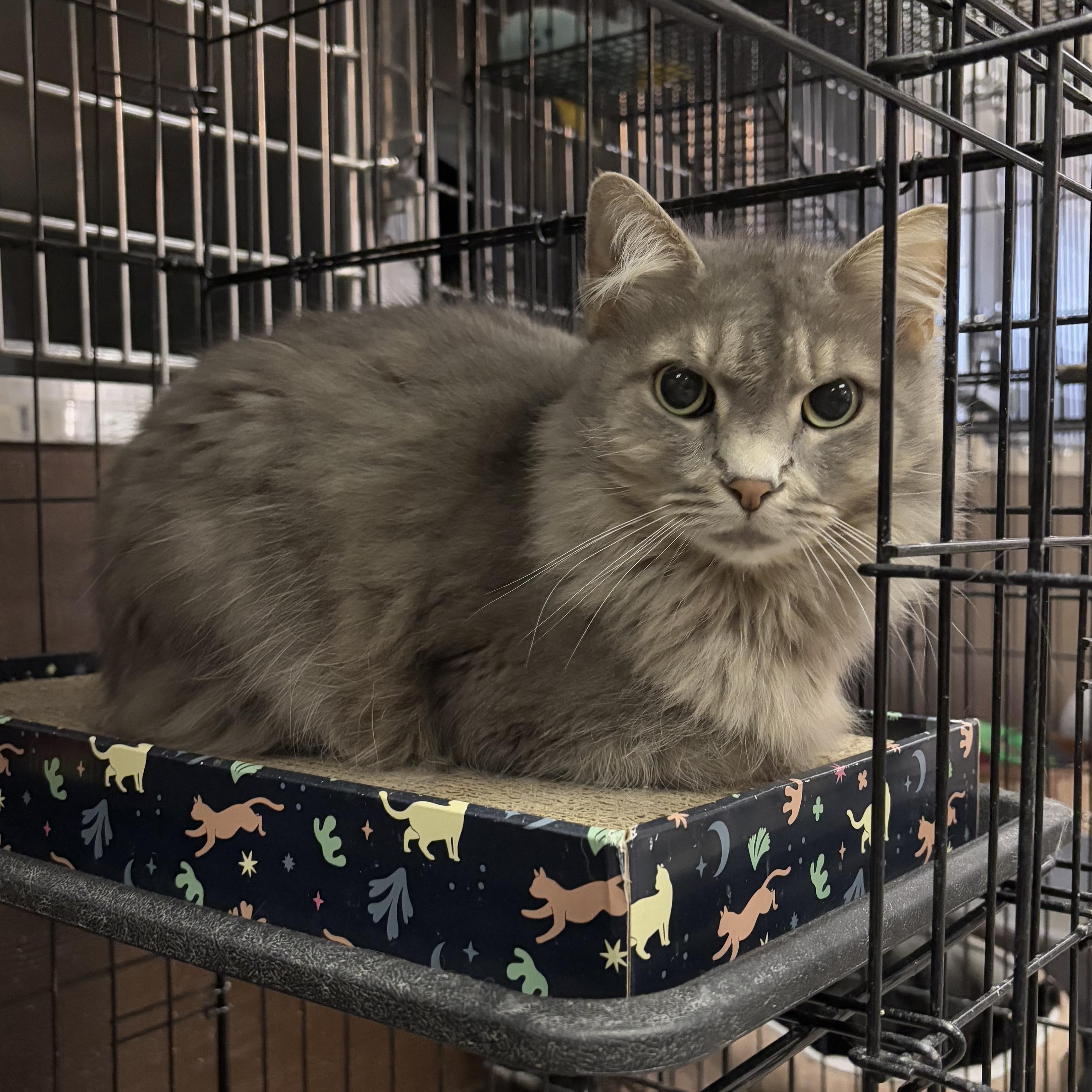 Enlarge Lilith, an adopted Domestic Medium Hair in Leavenworth, KS image 2/2