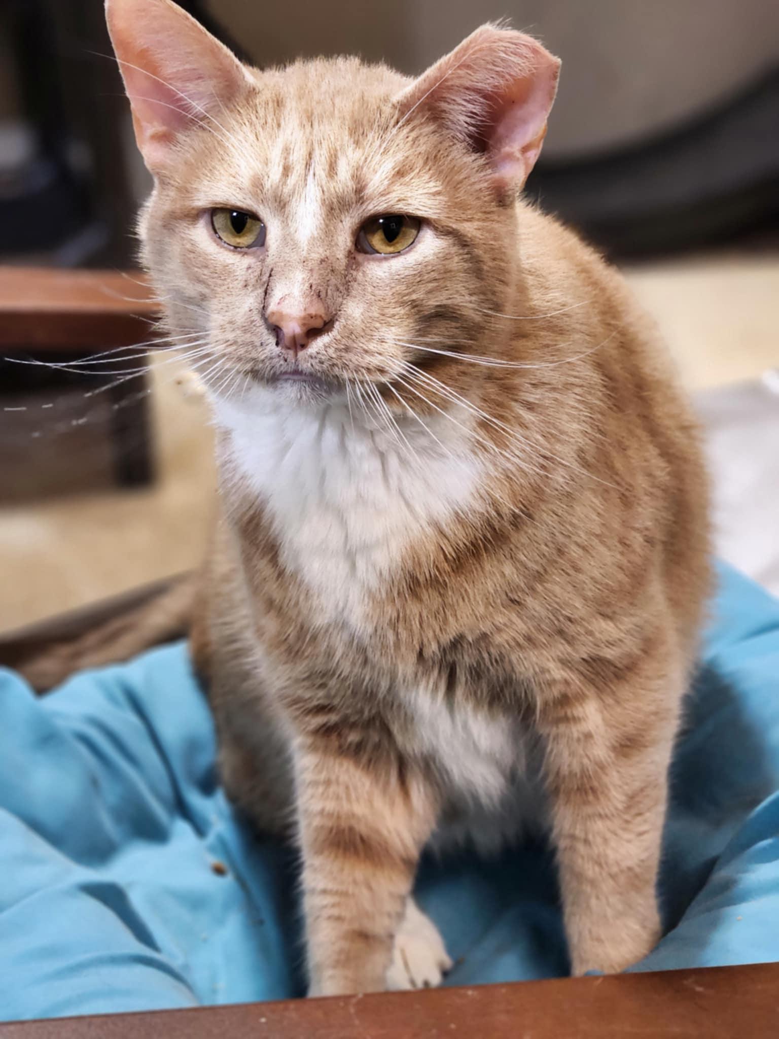 Lamborghini, a Adoptable Domestic Short Hair in Barron, WI image 5/5