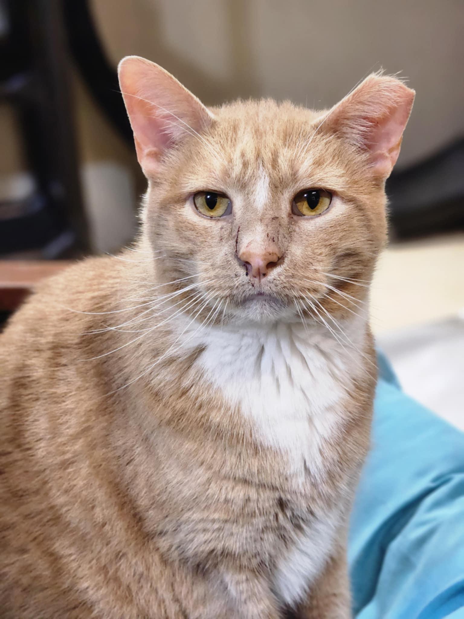 Lamborghini, Adoptable, Adult Male Domestic Short Hair.