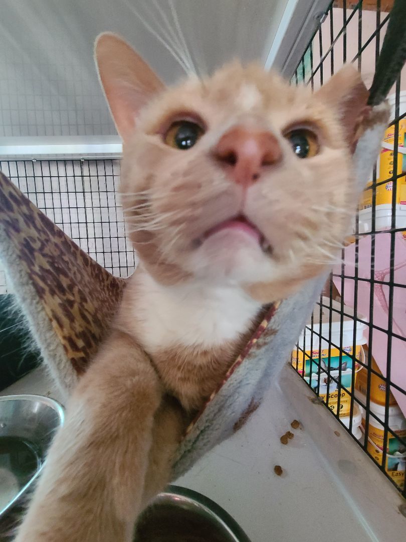 Lamborghini, a Adoptable Domestic Short Hair in Barron, WI image 3/5