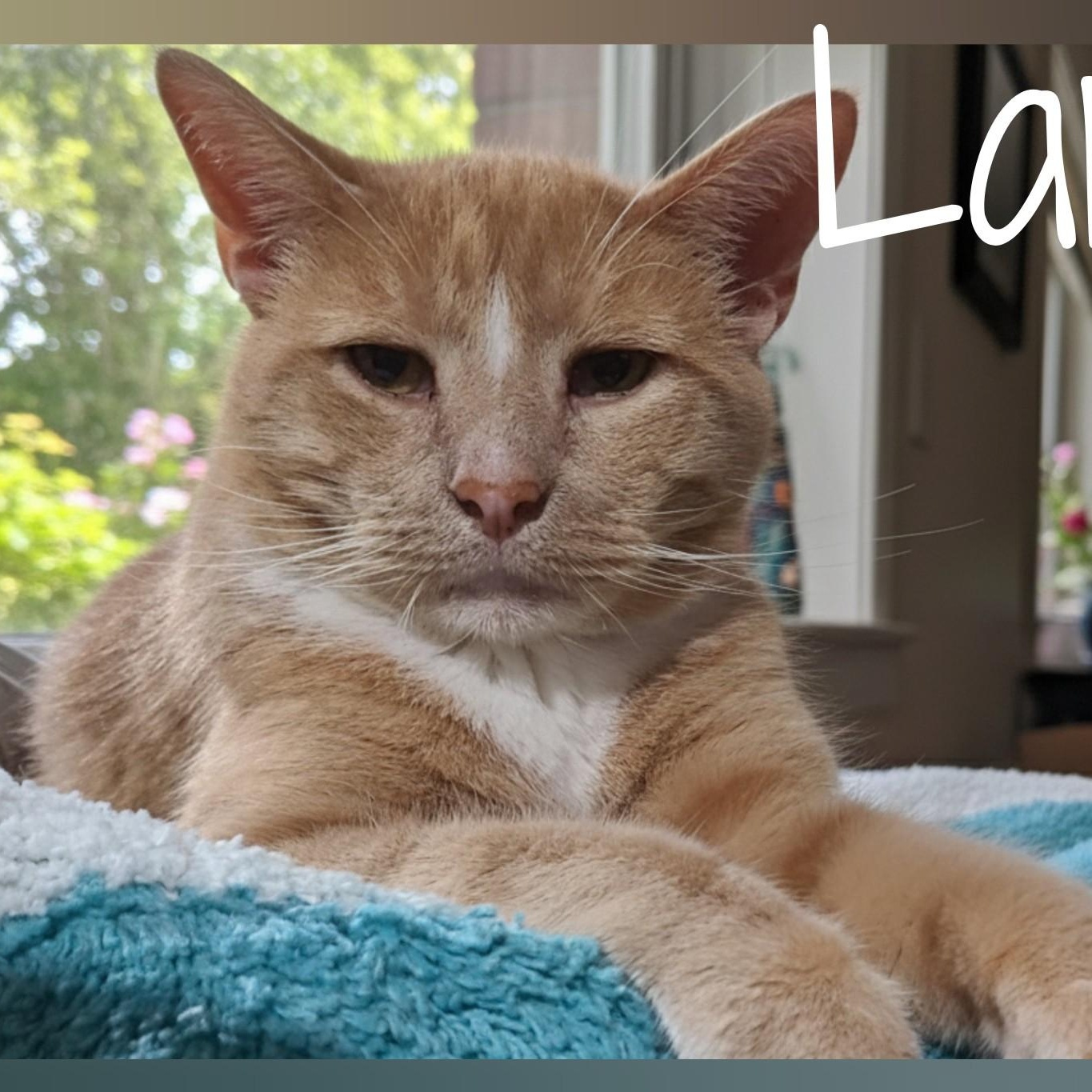 Enlarge LAMBORGHINI >>The "Supercar" with a Finicky Ignition<<, a Adoptable Domestic Short Hair in Barron, WI image 1/6