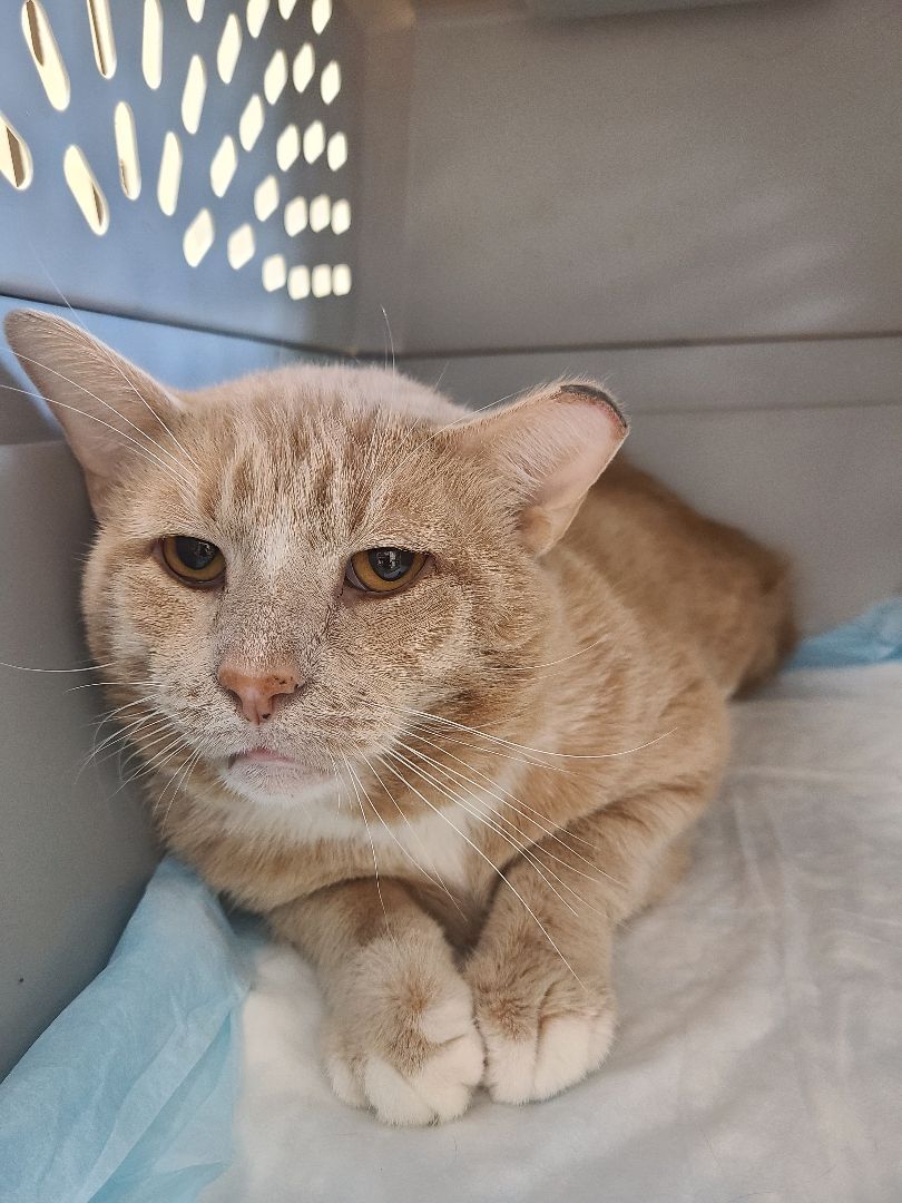 Lamborghini, a Adoptable Domestic Short Hair in Barron, WI image 4/5