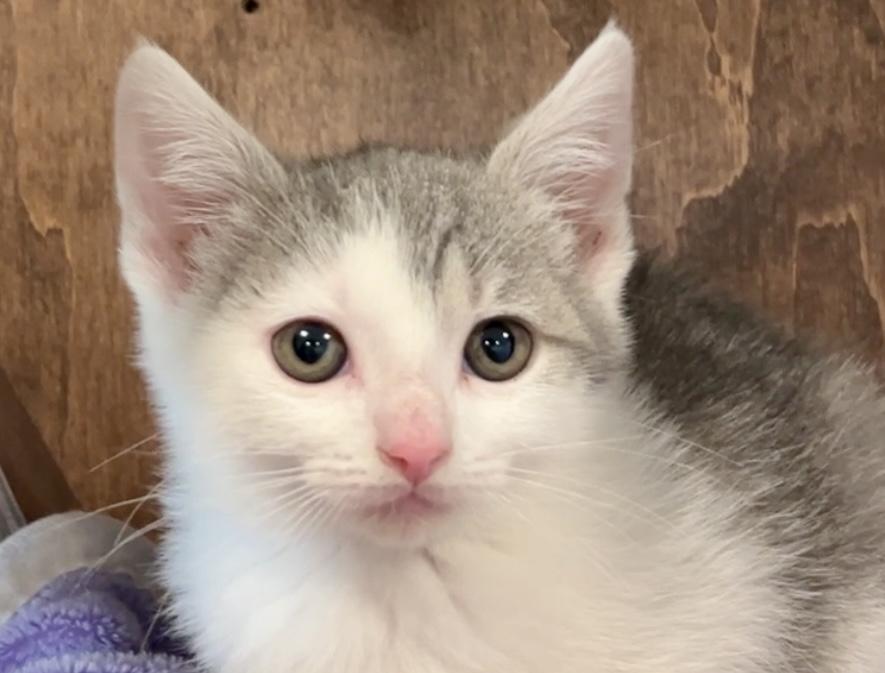 Enlarge Trinity, an adopted Domestic Short Hair in Nashville, TN image 2/6