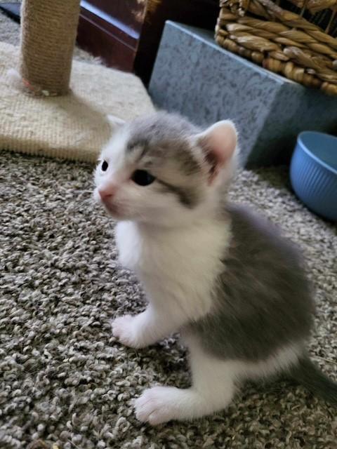 Enlarge Trinity, an adopted Domestic Short Hair in Nashville, TN image 6/6